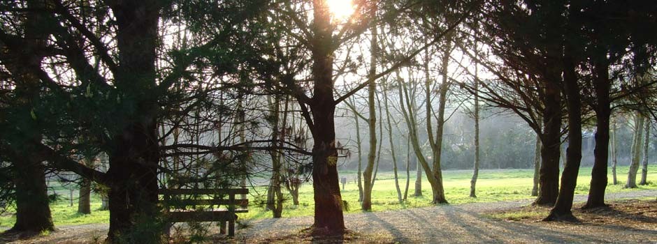 sun going down amongst the trees in the dog and nature walk