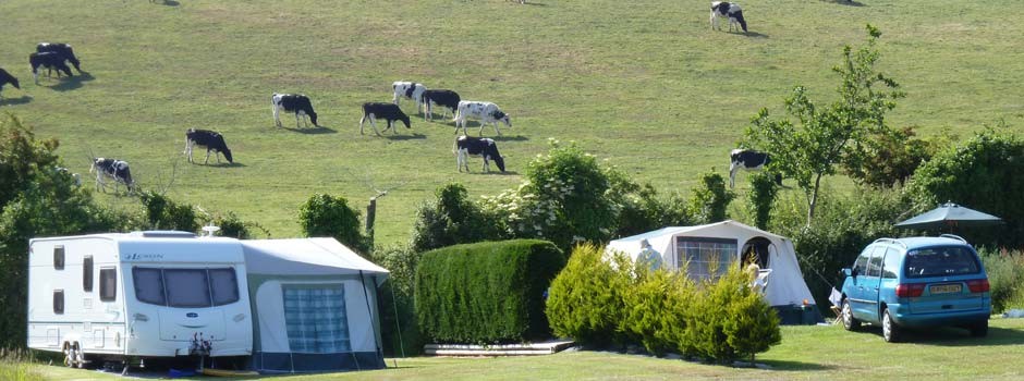 caravan and tent set up on pitches 18 and 19 with cows in the field behind