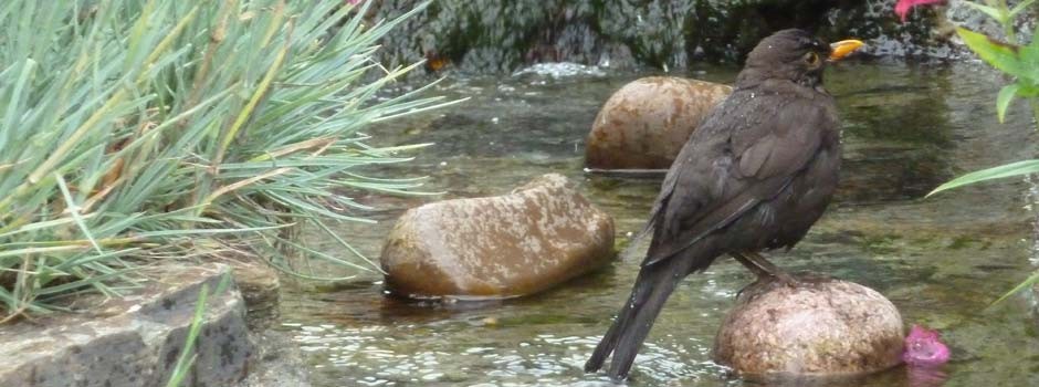 blackbird having a bath in the garden stream