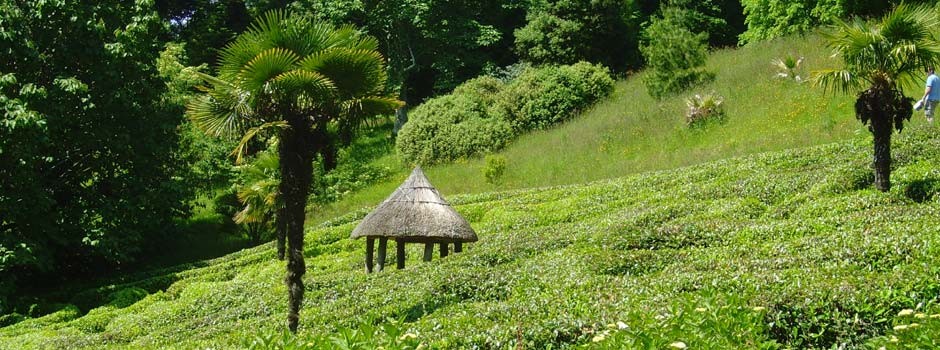 Glendurgan garden near Falmouth