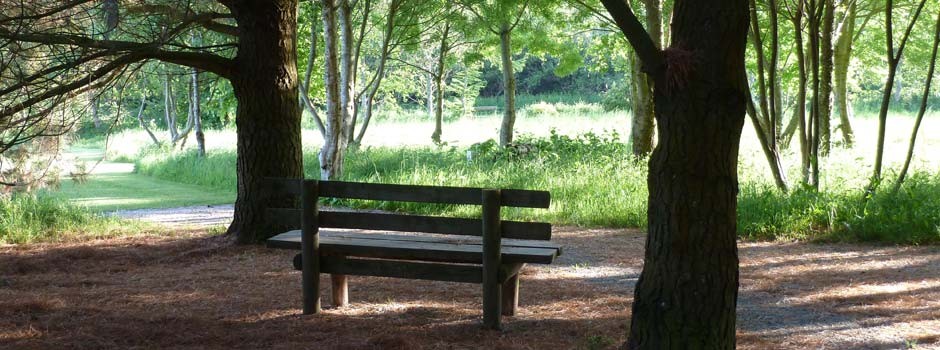 wooden seat in the dog and nature walk