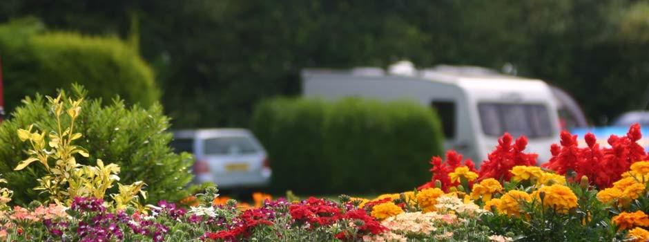 colourful flowers with soft focus view of pitch 60 in the background