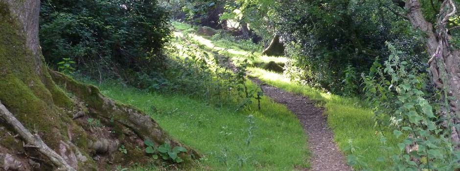 footpath through the woods