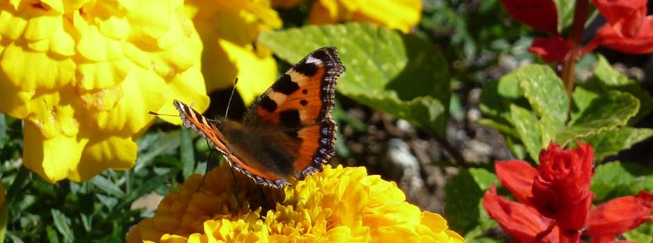 close up of a red admiral butterfly on a yellow french marigold