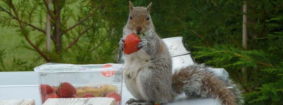 close up of a squirrel holding a strawberry it's taken from a punnet