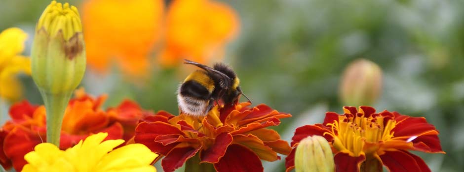 close up of bee on french marigold