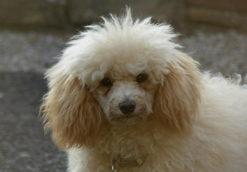 Georgie