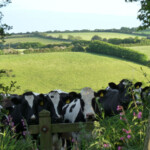 enjoy country walks enjoy country walks
