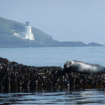 sunbathing in the Carrick roads!