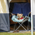 dogs welcome dogs welcome