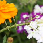 stick insects thrive at Trethem