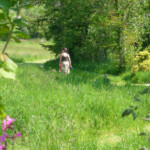 dog and nature walk