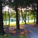 dog and nature walk dog and nature walk
