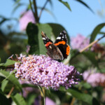 David Bellamy butterfly bar