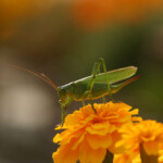 grass-hopper grass-hopper