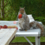 cheeky squirrel!